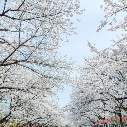 東京・上野恩賜公園の桜
