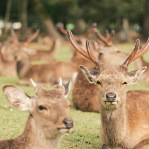 奈良県・奈良公園・鹿