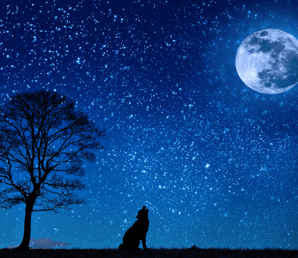 夜空に月と犬