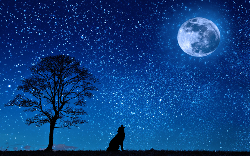 夜空に月と犬