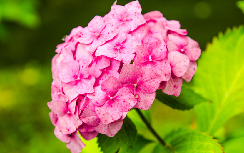梅雨-紫陽花